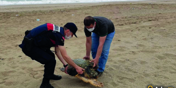 “Caretta Caretta’lar Yine Kameralarda: İşte O Anlar”
