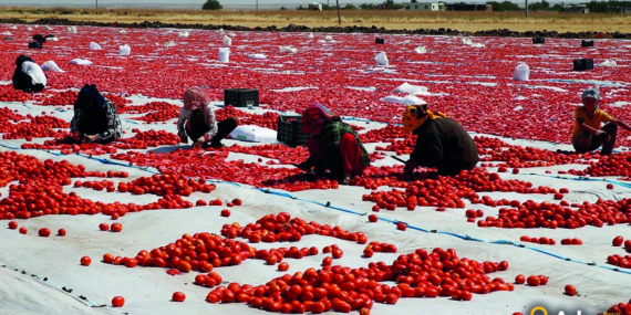 Türkiye’den Dünyaya: 2 Bin Dönümden 315 Ton Domates İhracatı